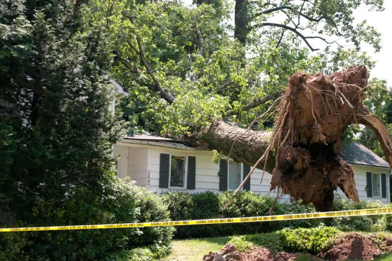 Uprooted tree fallen on a house with police caution tape around the yard.