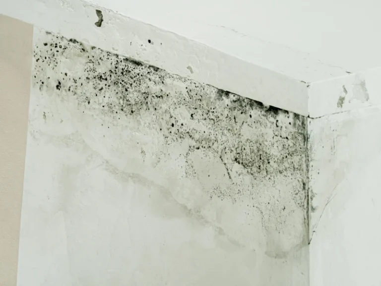 Black mold growing on the upper corner of a white interior wall.