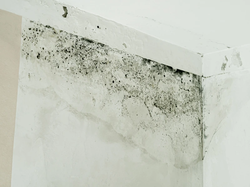 Black mold growing on the upper corner of a white interior wall.